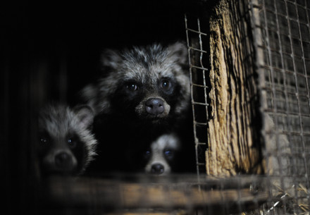 For a Fur Free Future Fur farm