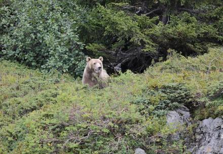Bear Napa arrives at Arosa Bear Sanctuary 