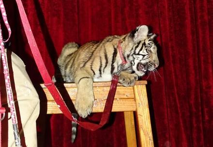 Tiger cub