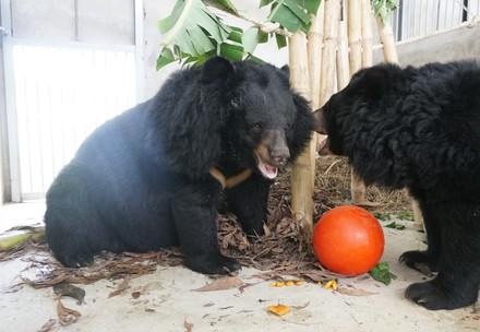 Bears Hoa Lan and Hoa Tra Bears Hoa Lan and Hoa Tra