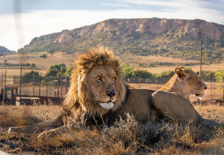 Lion at LIONSROCK