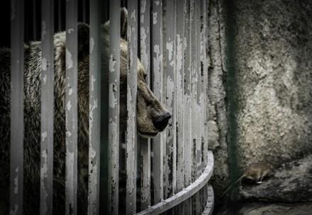 Q&As saddest bears initiative Bear in a cage