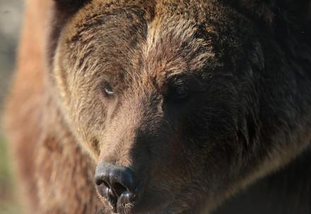 Bear Kvitka Bear Kvitka