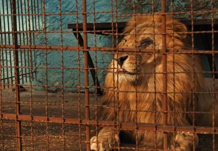 Lion Lenci in Zoo