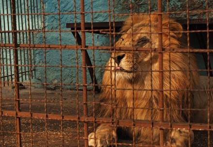 Lion at Safari Park Zoo, Albania
