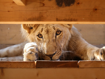 Lion at FELIDA