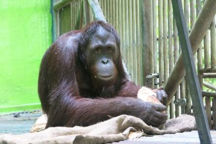 Orangutan Robin