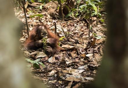 Orangutan orphan eating forest food