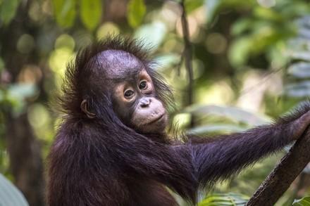 Orangutan Kartini