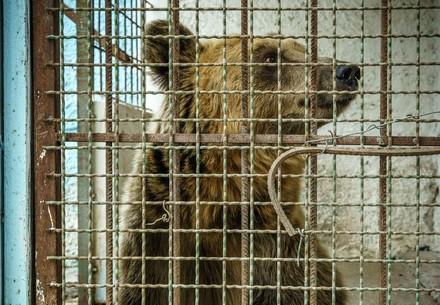Bullet particles discovered in three-legged bear