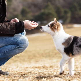 Puppy