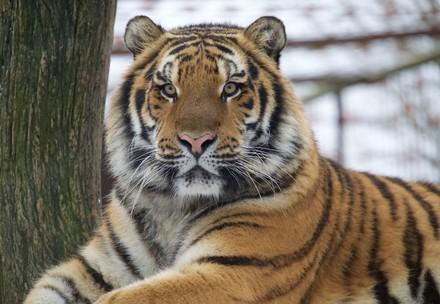 Tiger Sultan 