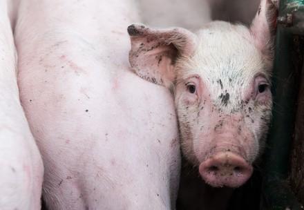 Pigs