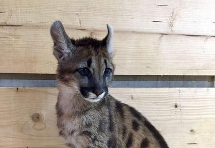 Puma cub 