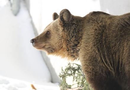 Bear Amelia