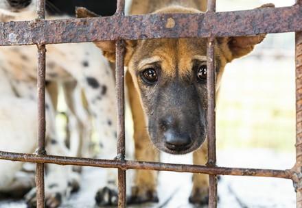 FOUR PAWS shuts down dog slaughterhouse in Cambodia critical to the trade 