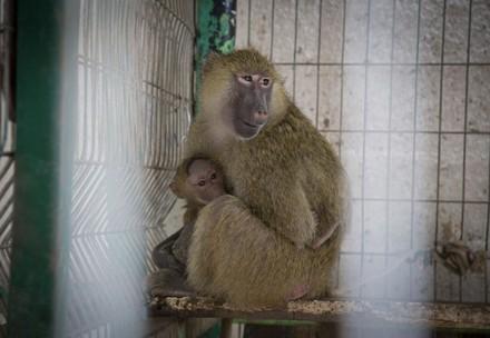 Escalation in Gaza: FOUR PAWS must postpone rescue mission