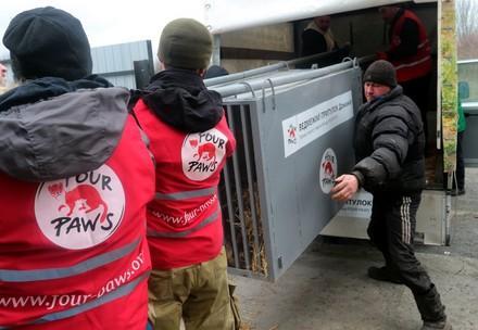 FOUR PAWS rescues former baiting bear in Ukraine