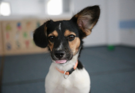 Dog Caju