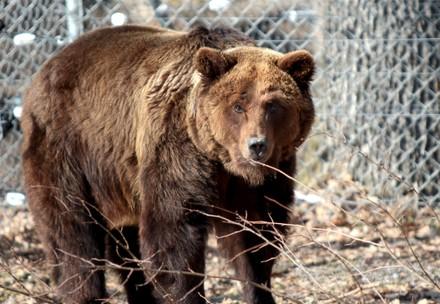 Bear Laska Bear Laska
