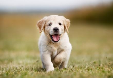 Golden retriever puppy outdoors on a sunny day