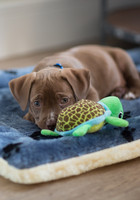 Puppy Buying Contract