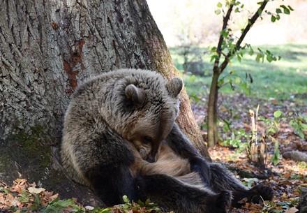 Bears Being Goofy Bears Being Goofy