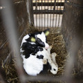Isolated calf Isolated calf