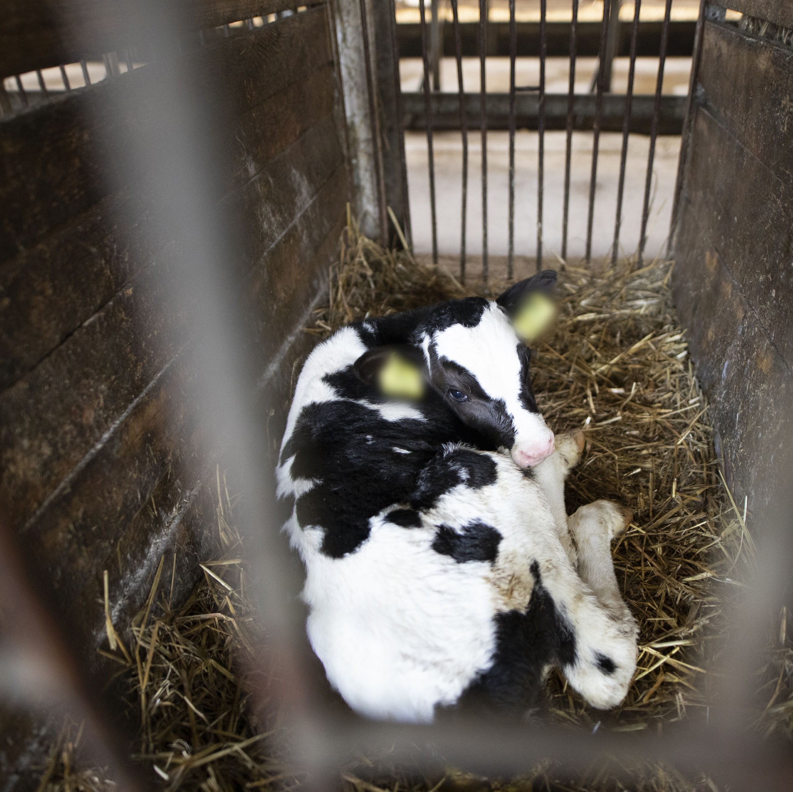 Calf kept in a cage, isolated from its mother Calf kept in a cage, isolated from its mother