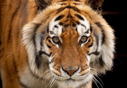 Transfer tiger Caruso