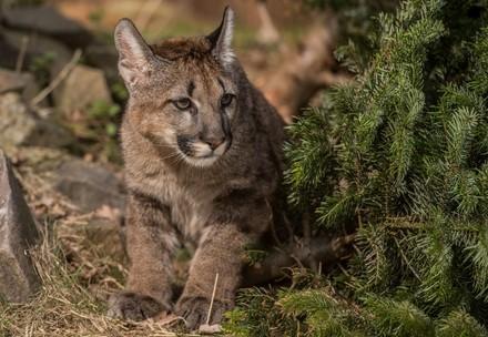 Puma Tikam Puma Tikam