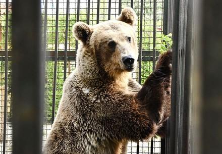 Bear Rocco Bear Rocco