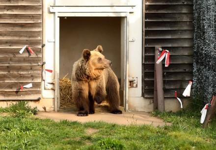 Bear Dushi Bear Dushi