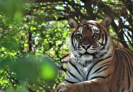 Tigress Dehli at FELIDA Big Cat Sanctuary