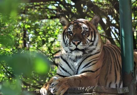 Rescue Tigress Dehli Tigress Dehli at FELIDA
