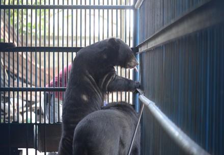 Bears in Vietnam Bears in Vietnam