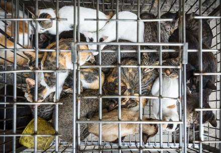 Cats in a cage