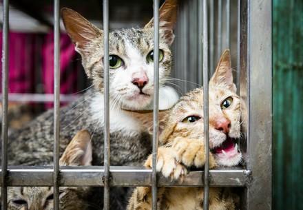 Dog and cat meat trade