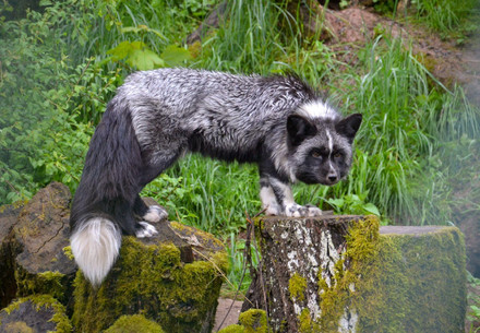 Rescue Fox Jackson Fox Jackson at TIERART