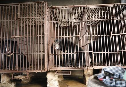 Rescue Bears Lili, Lulu and Lac Bears in Vietnam