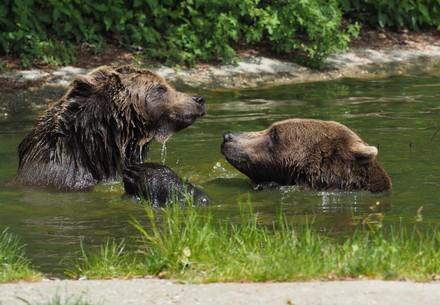 Bears Emma and Erich swimming at BEAR SANCTUARY Arbesbach