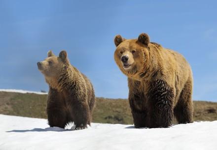 Brown bears Amelia and Miemo in the snow Brown bears Amelia and Miemo in the snow