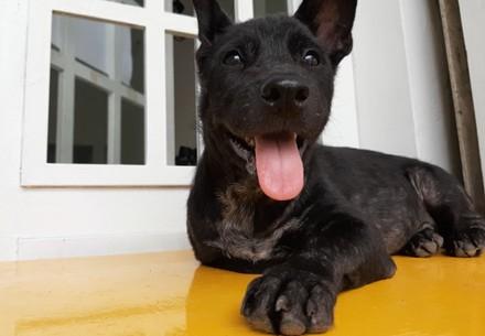 Rescue Dog Moo Dog Moo
