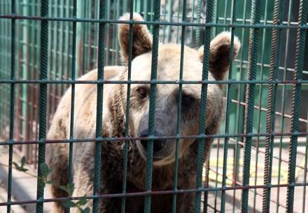 Bear in cage Bear in cage