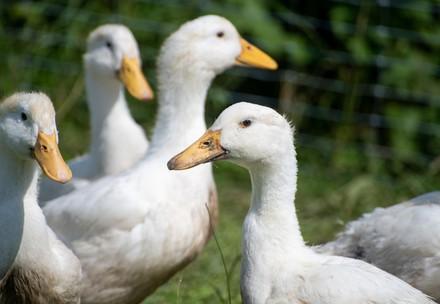 Four white ducks outside on grass