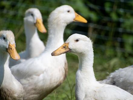 Ducks