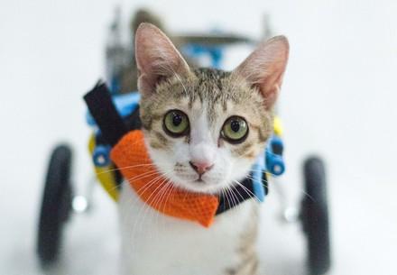 Rescue Cat Buttercup Cat Buttercup