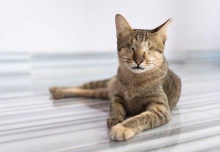 Rescue Cat Mina Cat Mina