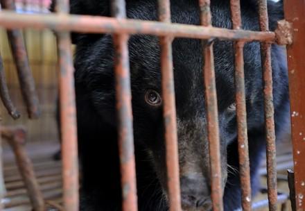 Asiatic black bear in a cage Asiatic black bear in a cage