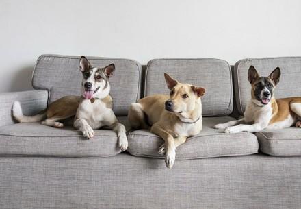 Dogs at home
